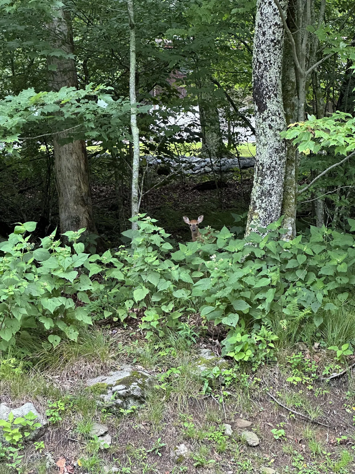 A serene forested area with deer grazing among green foliage and trees, inviting nature walks and wildlife observation. The peaceful setting is an ideal backdrop for exploring with your canine companion.