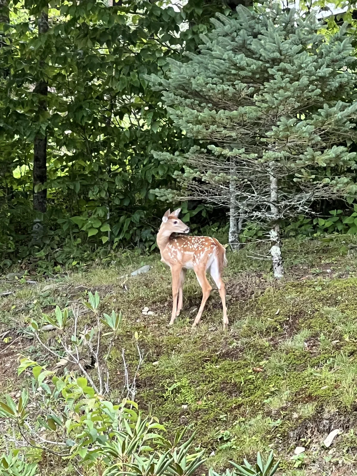 A young deer stands amidst green foliage under the shade of a pine tree, exemplifying the area's abundant wildlife and tranquil nature. The scene provides an inviting glimpse into the kind of wildlife observation and peaceful moments that guests can experience just steps from the home.
